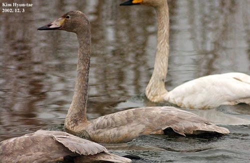 Whooper Swan
