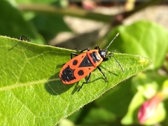 Pyrrhocoris apterus