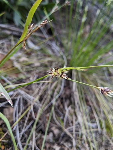 Image of Luzula comosa by (c) Kayla Sweeten, some rights reserved (CC BY)