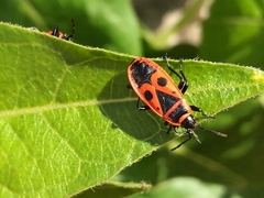 Pyrrhocoris apterus