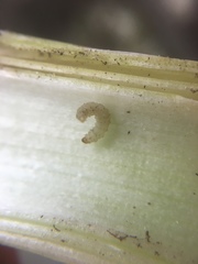 Acrolepiopsis assectella