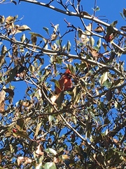 Cardinalis cardinalis