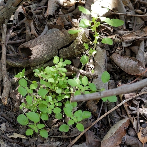Image of Pellitory De Arroyo (Parietaria hespera) by no rights reserved