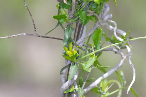 Image of Matelea sagittifolia by (c) Michelle W. （鍾偉瑋）, some rights reserved (CC BY)