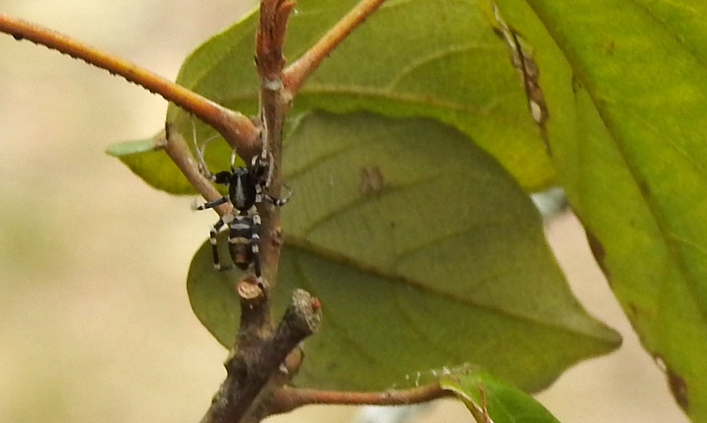 Nyssus semifuscus