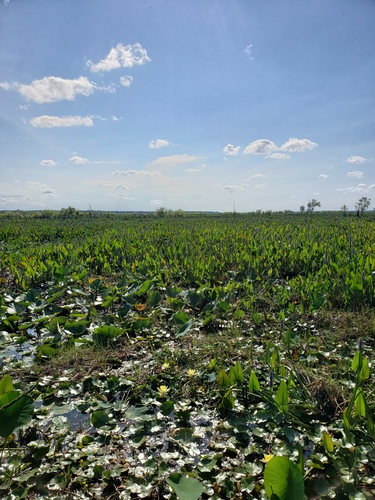 Nymphaea mexicana
