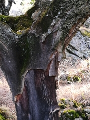 Quercus suber