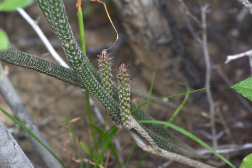 Image of Echinocereus poselgeri by (c) Michelle W. （鍾偉瑋）, some rights reserved (CC BY)
