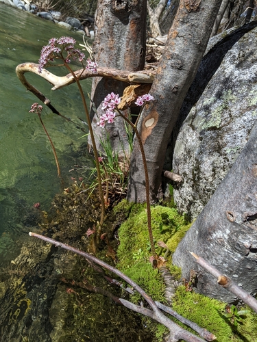 Darmera peltata