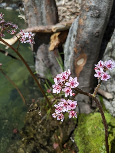 Darmera peltata