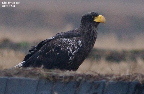 Steller's Sea-Eagle