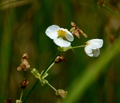 Sagittaria brevirostra