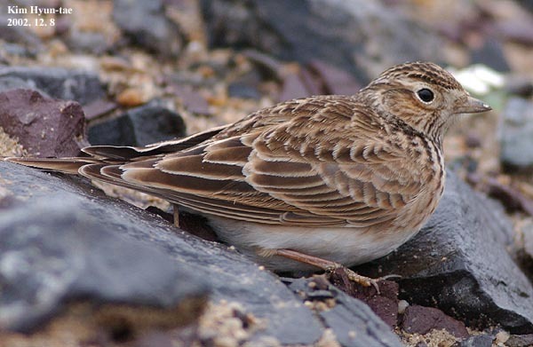 Asian Short-Toed Lark
