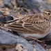 Asian Short-toed Lark - Photo (c) Kim, Hyun-tae, some rights reserved (CC BY), uploaded by Kim, Hyun-tae