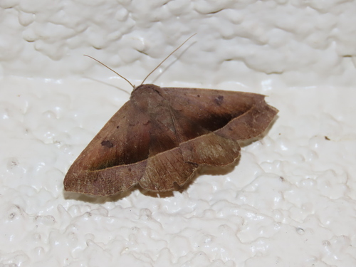 Ferguson's Epidromia Moth photo 4