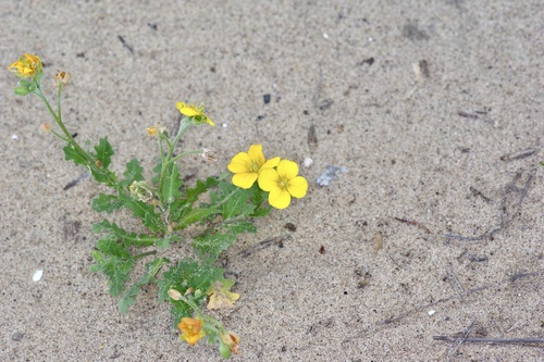 Image of Paysonia grandiflora by (c) Michelle W. （鍾偉瑋）, some rights reserved (CC BY)