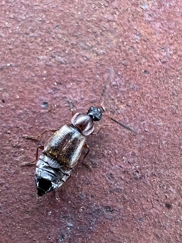 Pelecomalium