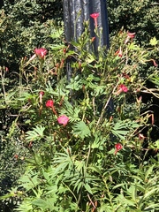 Ipomoea × multifida