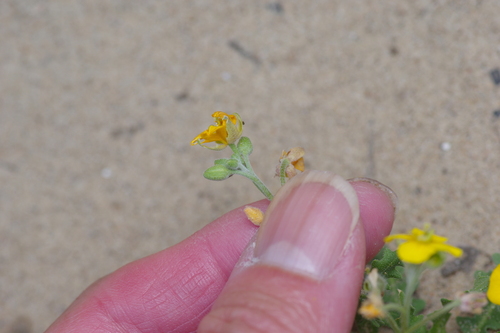 Image of Paysonia grandiflora by (c) Michelle W. （鍾偉瑋）, some rights reserved (CC BY)