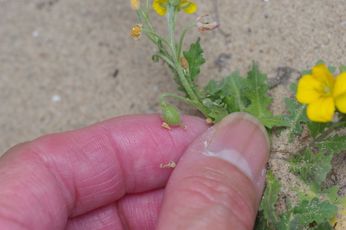 Image of Paysonia grandiflora by (c) Michelle W. （鍾偉瑋）, some rights reserved (CC BY)