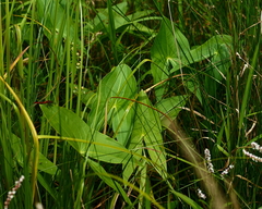 Sagittaria brevirostra
