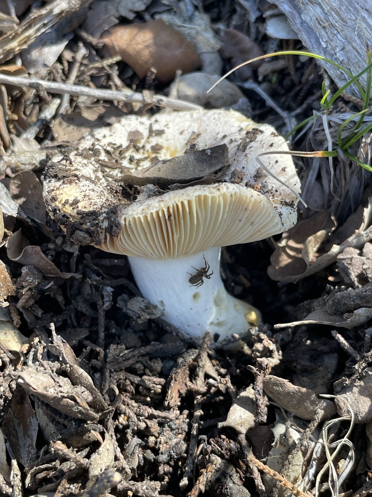 Russula sp. 'CA07'