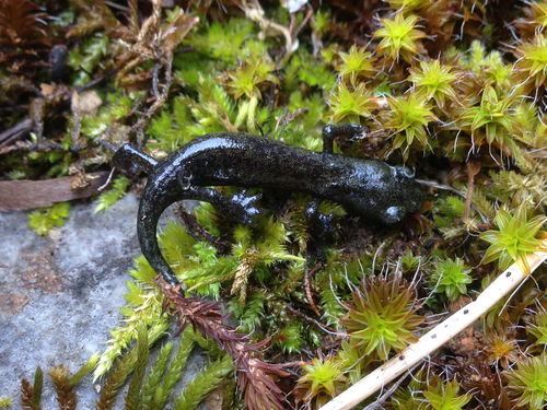 Hydromantes samweli