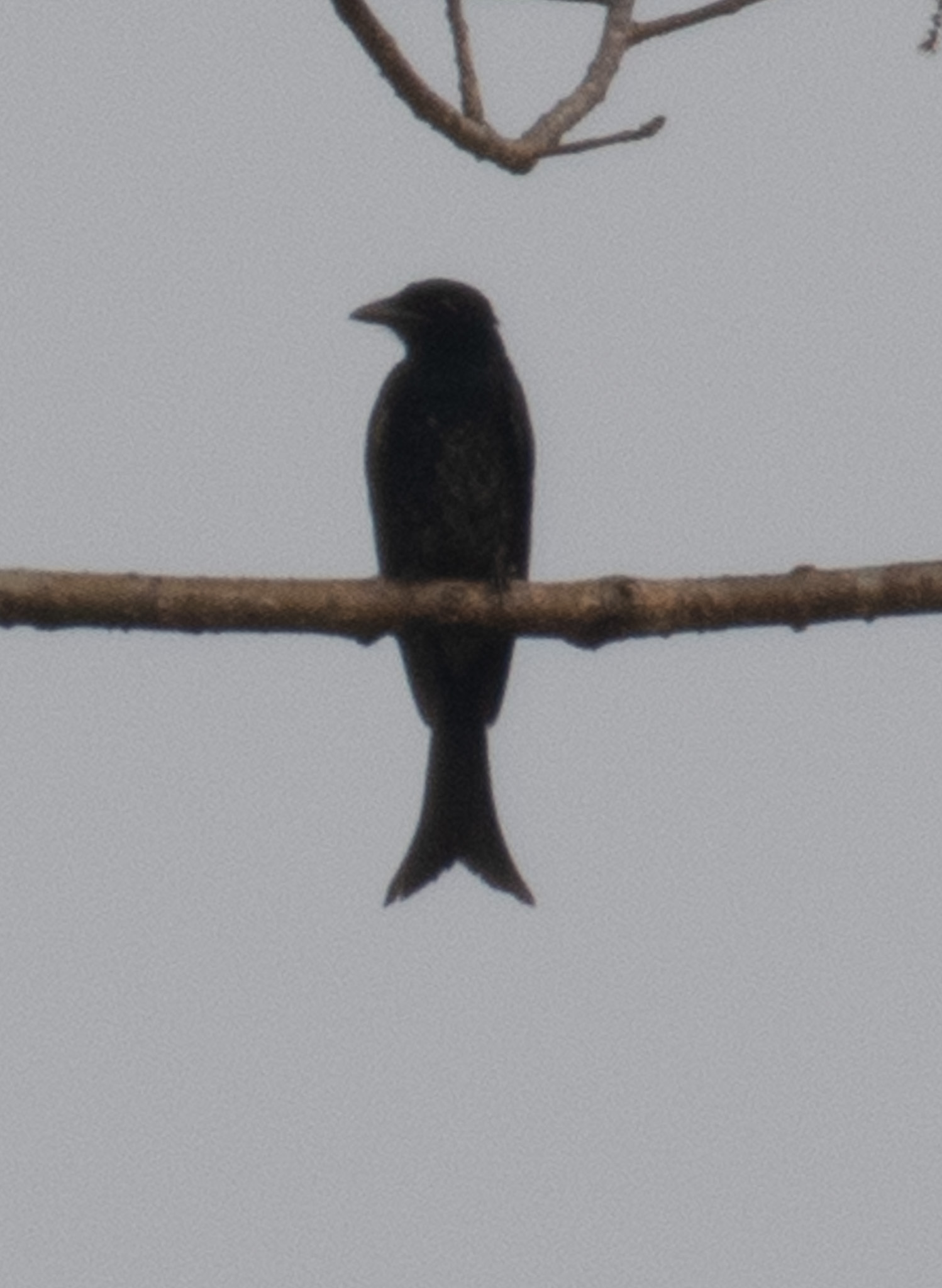 Crow-billed Drongo