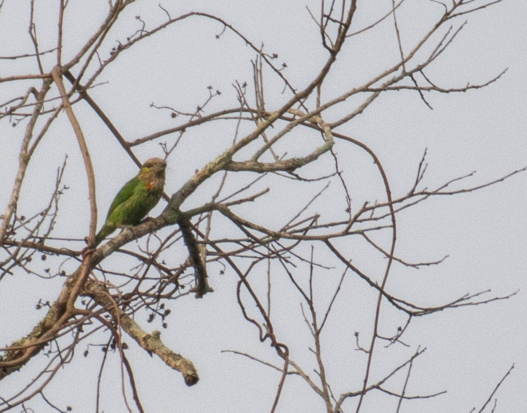 Green-eared Barbet