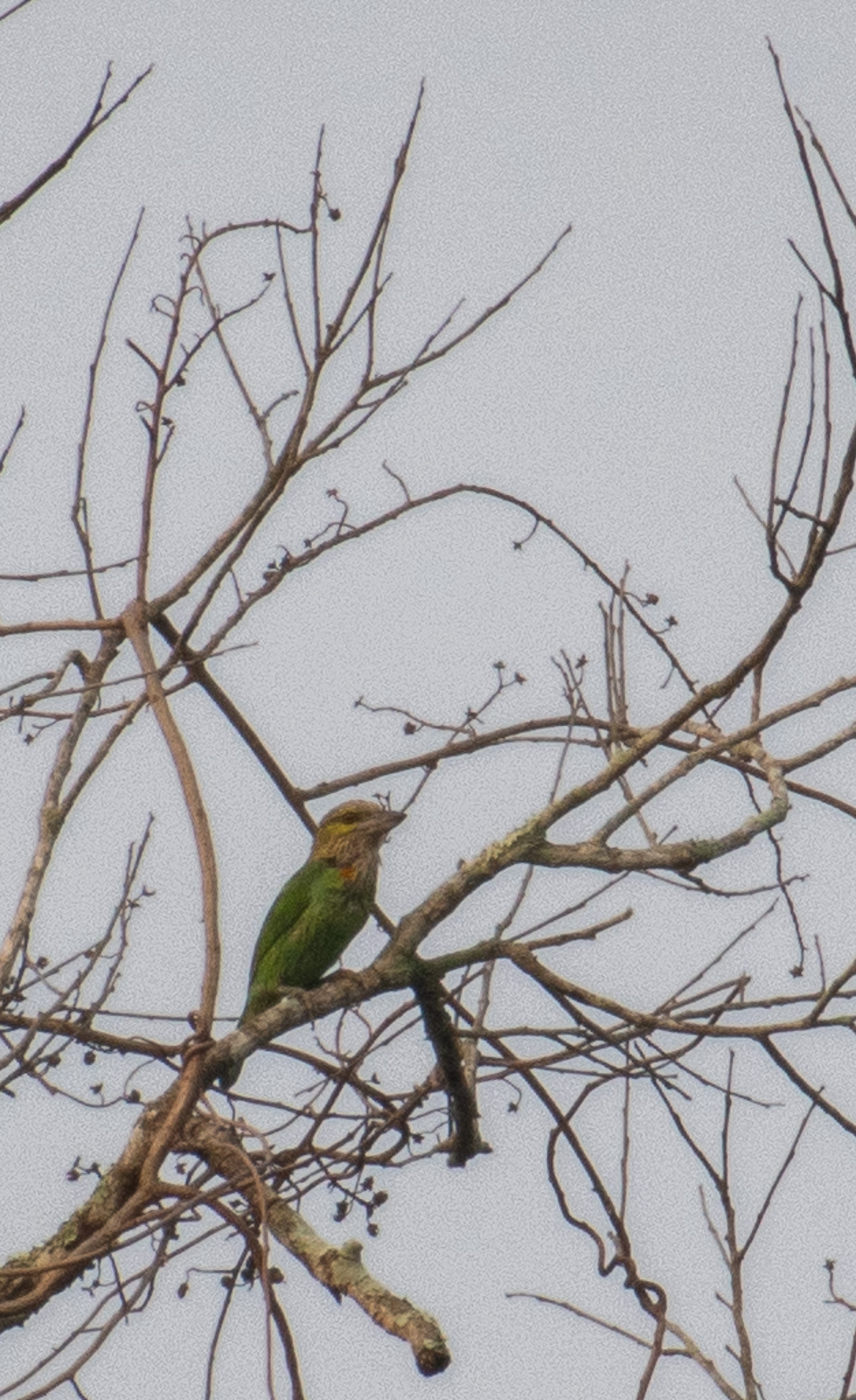 Green-eared Barbet