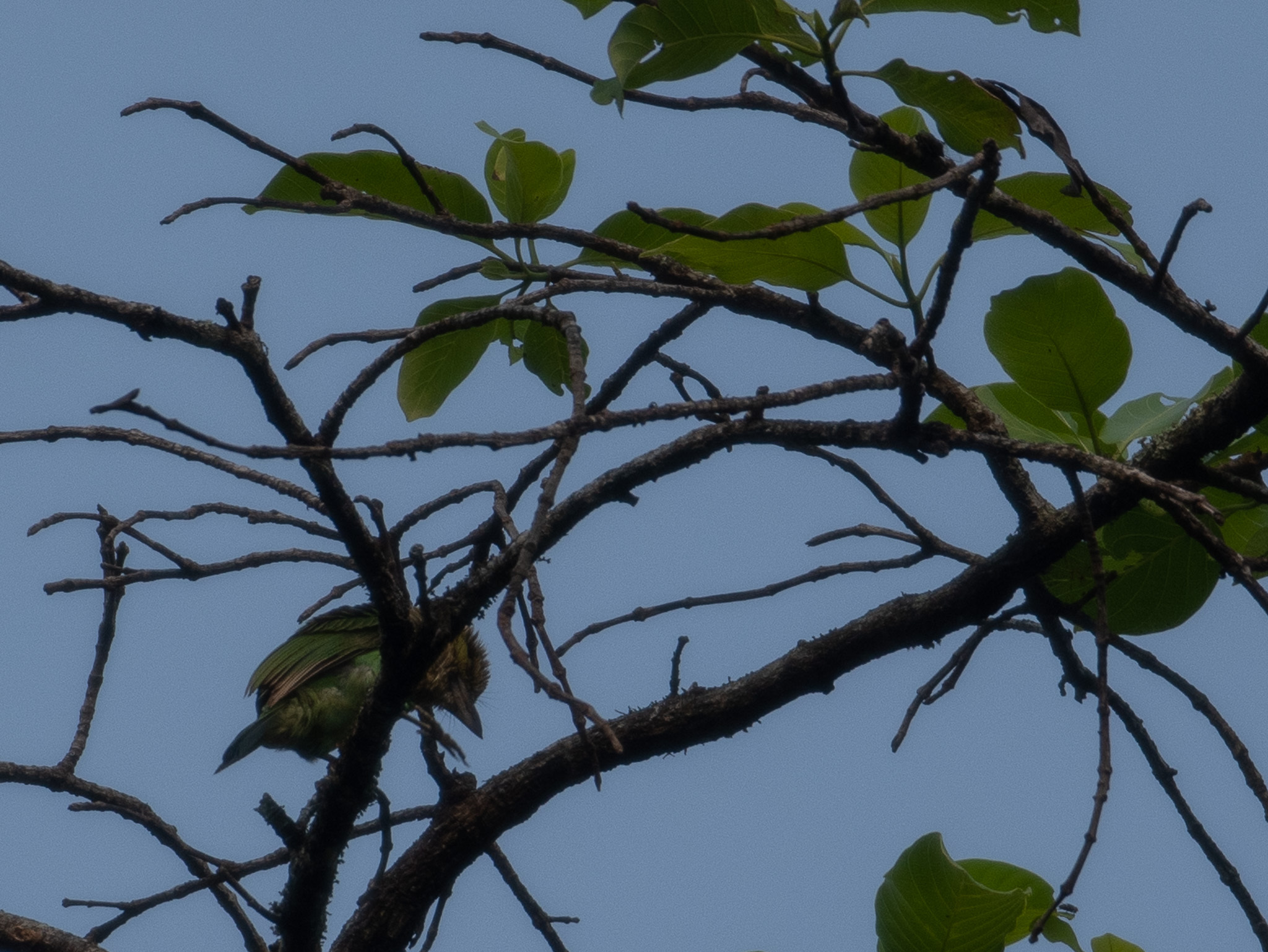 Green-eared Barbet