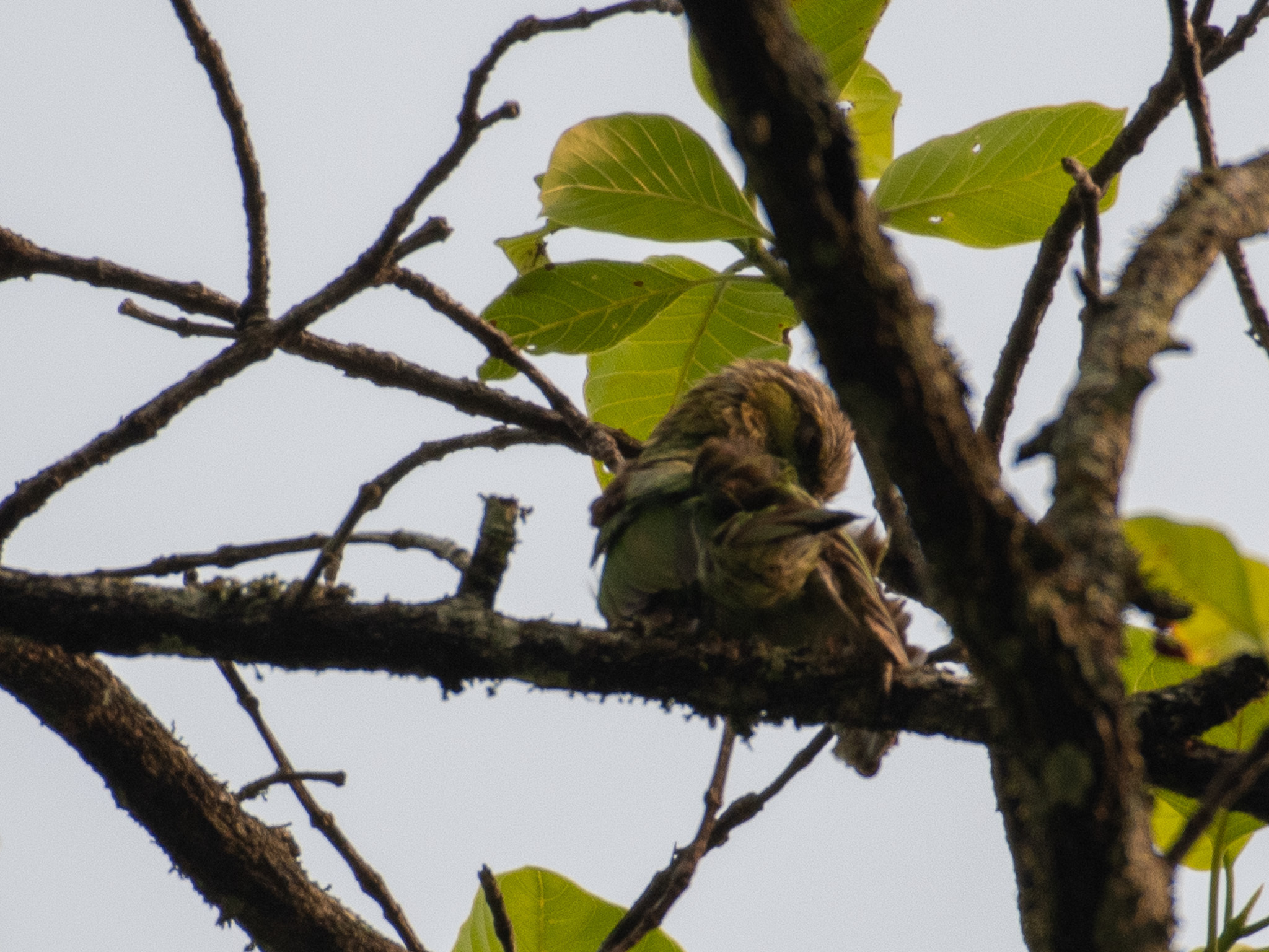 Green-eared Barbet