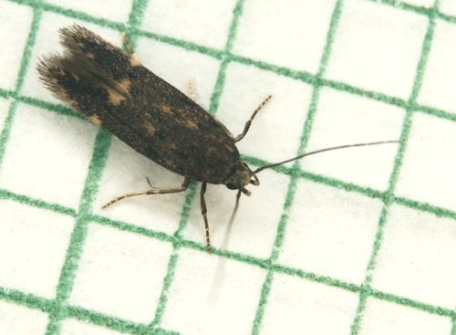 Red-striped Fireworm Moths and Allies photo 5