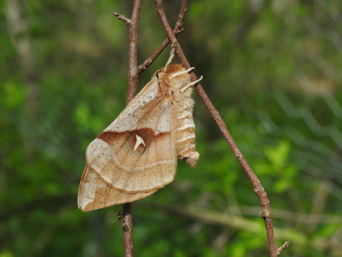 Aglia tau