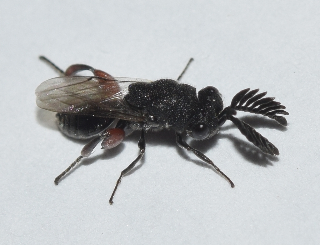 Chirocera pectinicornis