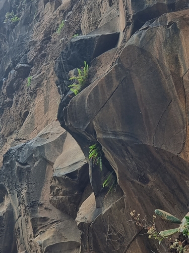 Asplenium monanthes image