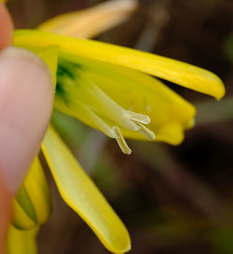 Albuca abyssinica image