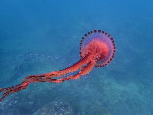 Compass Jelly, photo 5 of 7