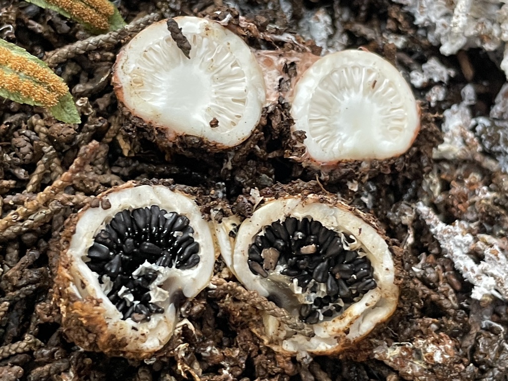 Schenella pityophila
