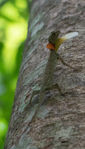 Blanford’s Flying Lizard