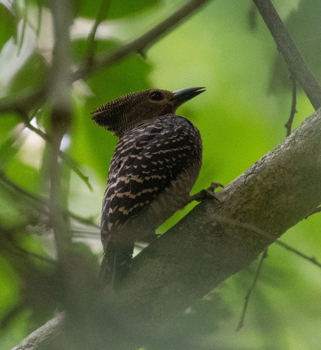 Buff-rumped Woodpecker (Meiglyptes grammithorax), photo 7