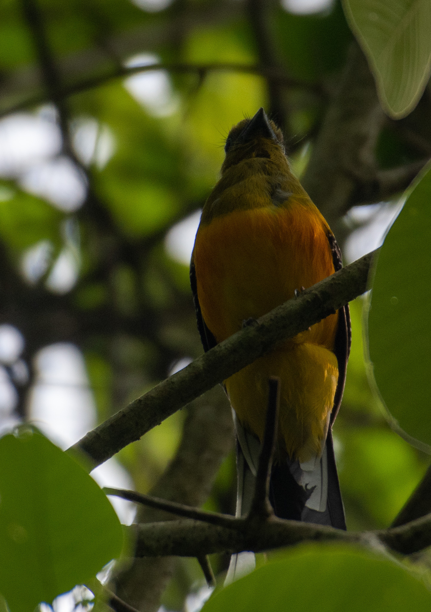 Orange-breasted Trogon