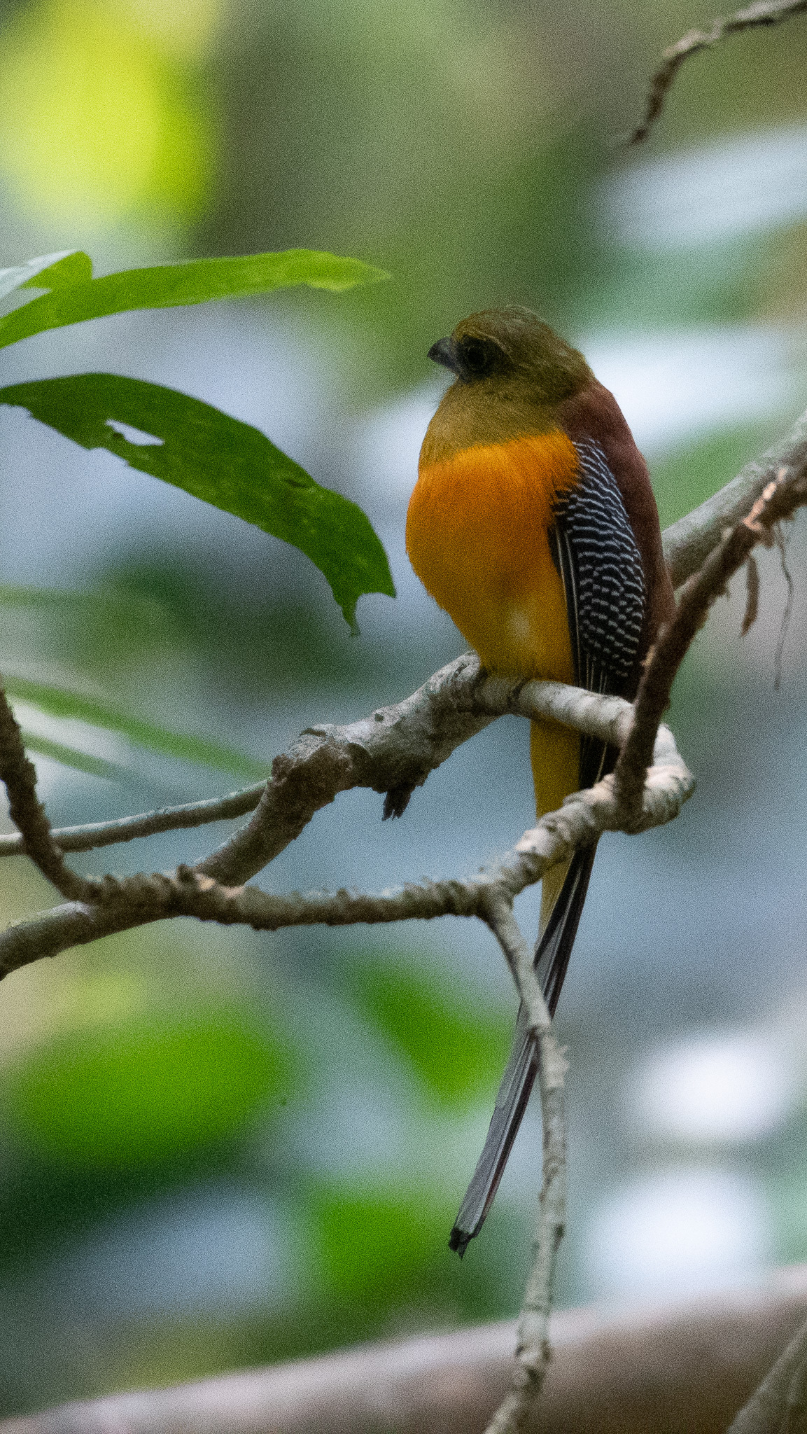 Orange-breasted Trogon
