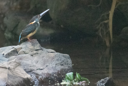 Javan Blue-banded Kingfisher (Alcedo euryzona), photo 2