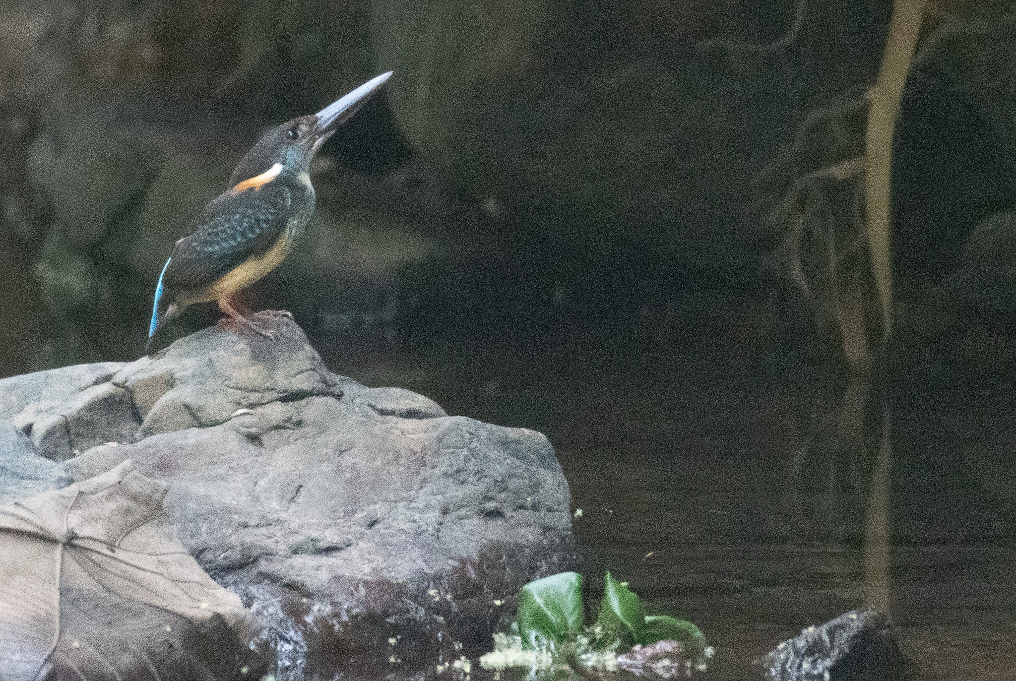 Javan Blue-banded Kingfisher (Alcedo euryzona), photo 2