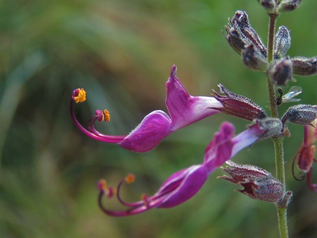 Syncolostemon macrophyllus