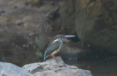 Javan Blue-banded Kingfisher (Alcedo euryzona), photo 3