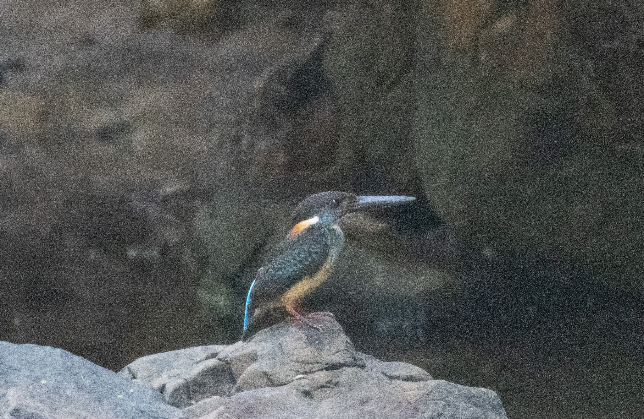 Javan Blue-banded Kingfisher (Alcedo euryzona), photo 3