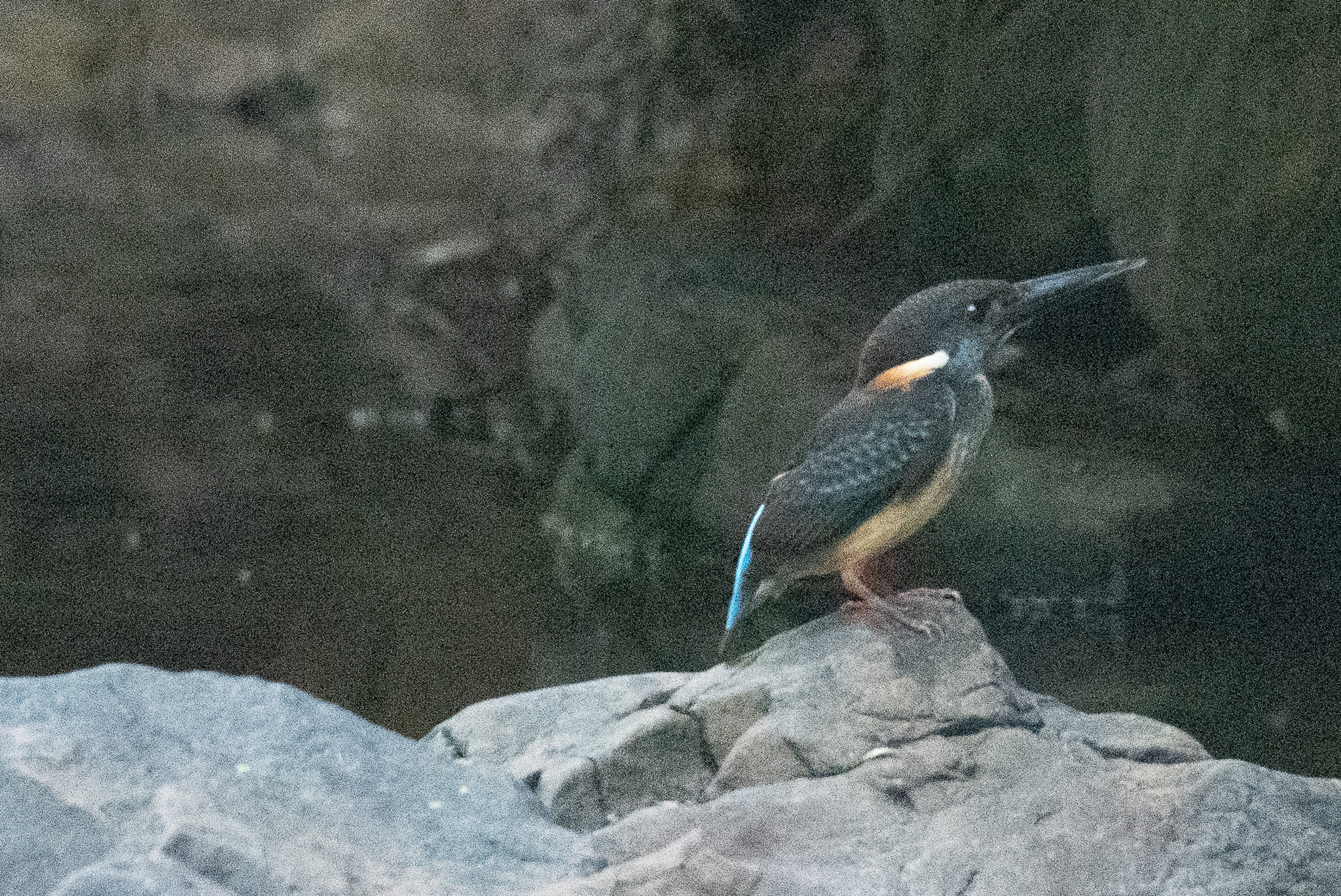 Javan Blue-banded Kingfisher (Alcedo euryzona), photo 9