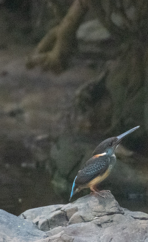 Javan Blue-banded Kingfisher (Alcedo euryzona), photo 10